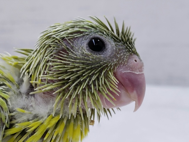 マメルリハアメリカンイエロー入荷です。