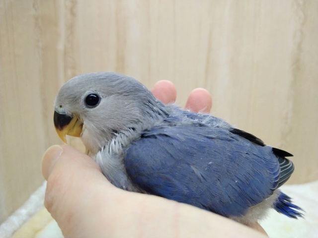 人気カラー！小桜インコバイオレットさんいますよ〜