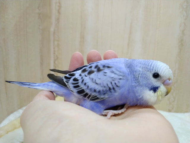 鮮やか！バイオレットオパーリンのセキセイさん、いますよ〜