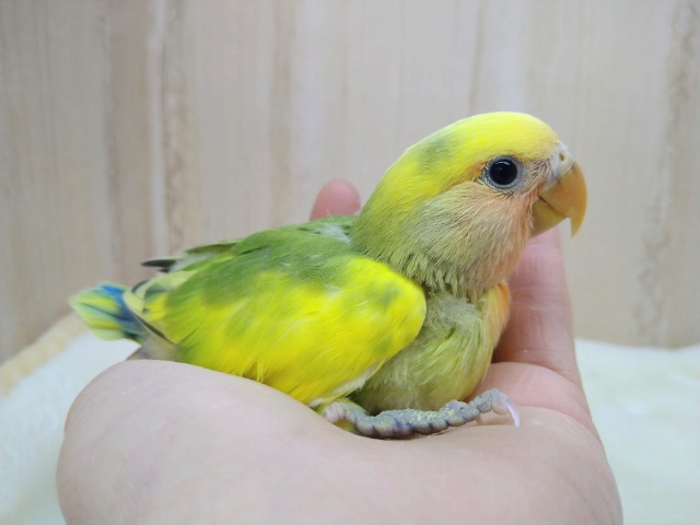 ハデハデな小桜さん！タイガーチェリーさん来ましたよ～