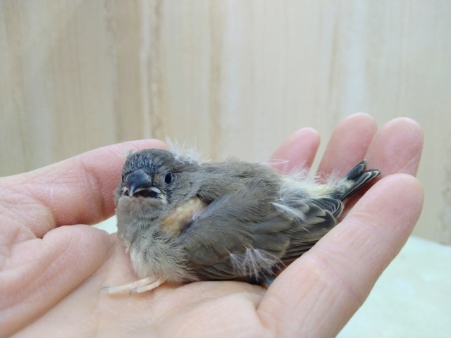 鳴き声はニーニー！キンカ鳥ヒナさんいますよ〜その1