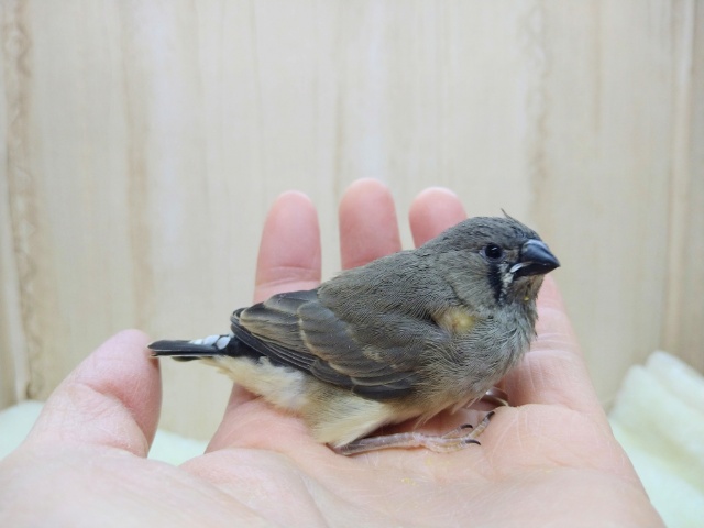 最新動画あり!!鳴き声はニーニー！キンカ鳥ヒナさんいますよ〜その2