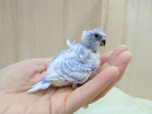 最新動画あり！爽やかカラーの羽衣セキセイさん、来ましたよ〜