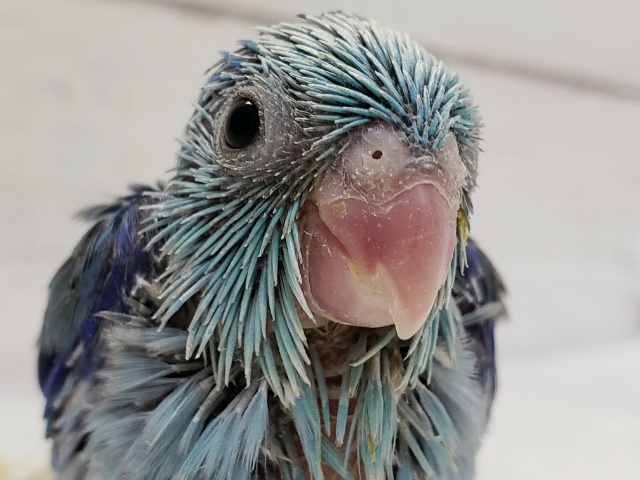 小さな小さな、マメルリハブルー入荷です。その2