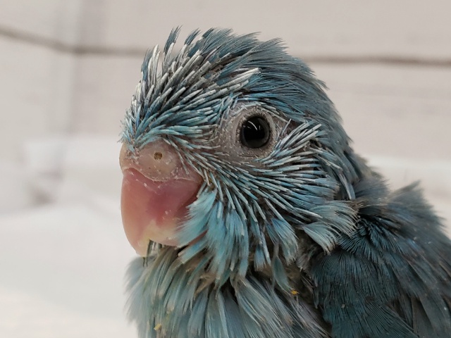 小さな小さな、マメルリハブルー入荷です。