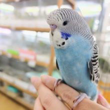 カキカキ大好き❤ジャンボセキセイインコさん入荷しています☆