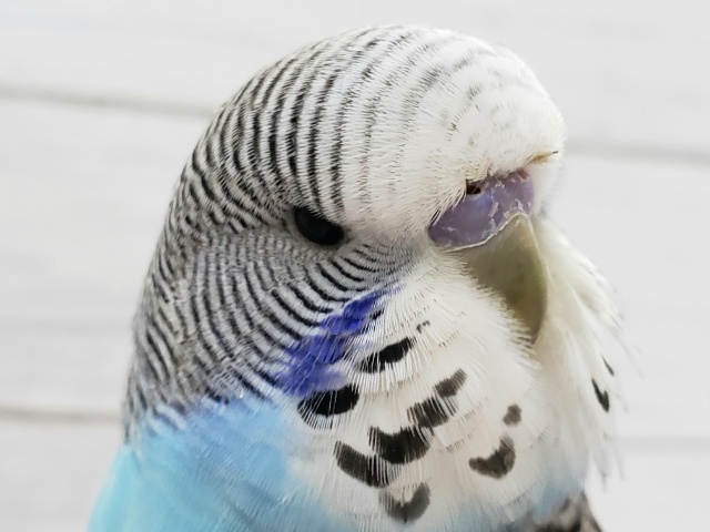 ムキムキ系。ジャンボセキセイインコ入荷です。 ムキムキ系。ジャンボセキセイインコ入荷です。