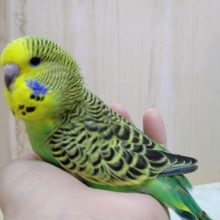 最新動画あり！ノーマルグリーンのジャンボセキセイさん！いますよ〜