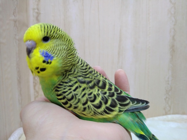 最新動画あり！ノーマルグリーンのジャンボセキセイさん！いますよ〜