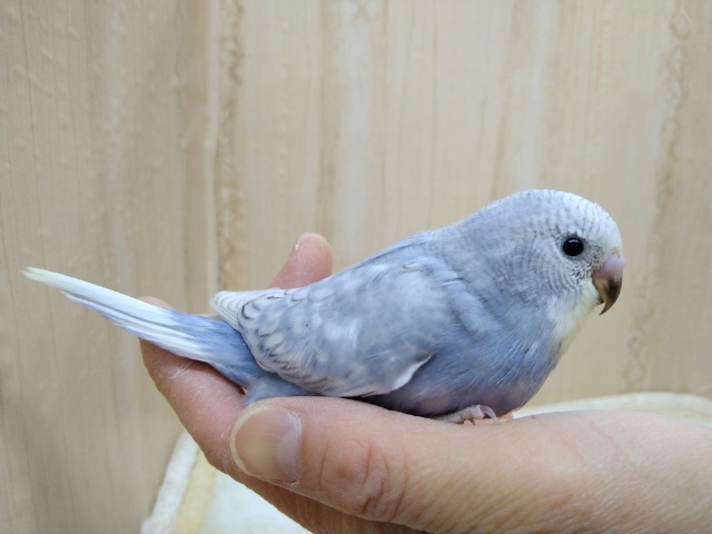 美カラー！スパングルセキセイヒナさん、いますよ〜