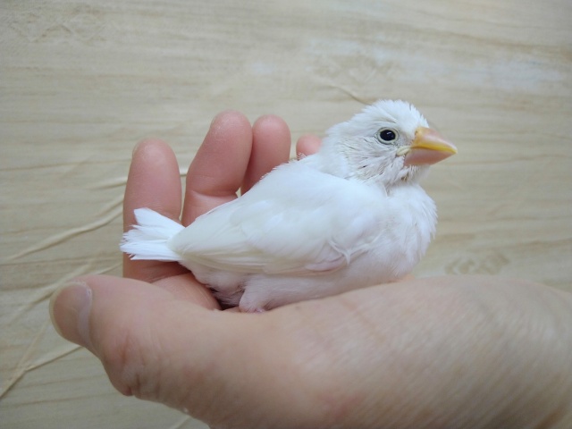 ちょうど良いサイズの白文鳥さん、いますよ〜その2