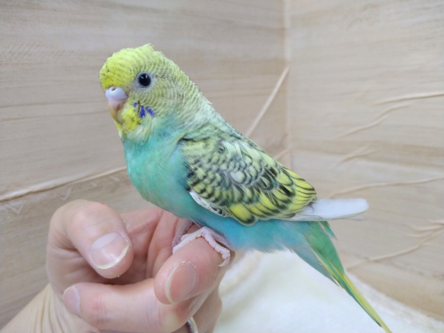 ナデナデ大好き！セキセイインコの「パンちゃん」いますよ〜
