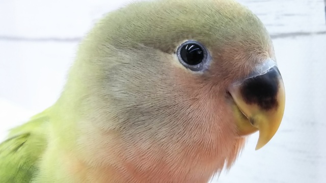 最新画像！ 黄色いもふもふ産毛💛 コザクラインコ(オパーリン)