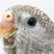 最新画像！ ピンクが似合います！ローズアキクサインコ