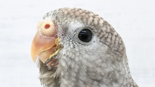 最新画像！ ピンクが似合います！ローズアキクサインコ