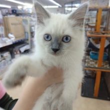 元気よすぎな！ラグドール(ブルーポイント) 男の子♪