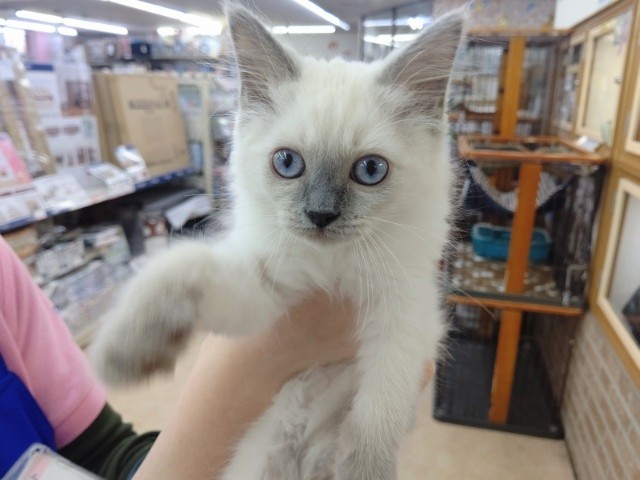 元気よすぎな！ラグドール(ブルーポイント) 男の子♪