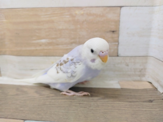 最新画像更新❤美色すぎます！！セキセイインコヒナ(シナモンパイド)