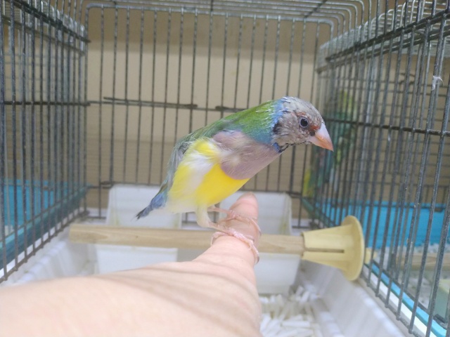 最新動画あり！手乗りコキン鳥の「コキンチョウさん」いますよ〜