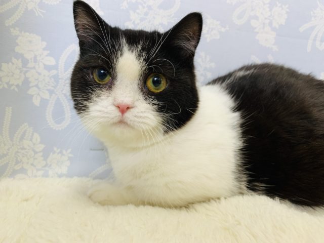 安心サイズ♪マンチカンくん☆