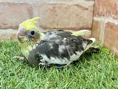 ド定番ではないですがポピュラーな模様です☆　オカメインコのひな 2022.3/25撮影