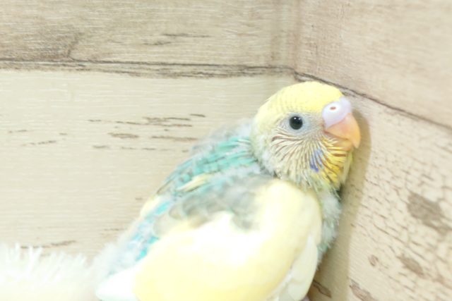 華やかっ　楽しい気分を一緒に楽しみましょっ　セキセイインコ　パステルレインボーパイド～～
