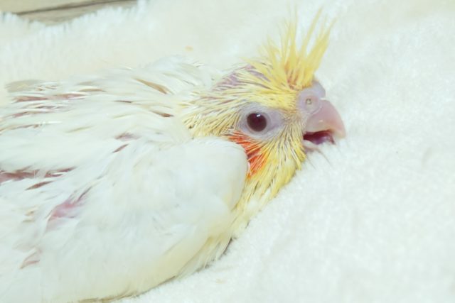 もっちもちの～ばでぃ♪　重量感満載っ☆　オカメインコ　ルチノーです！