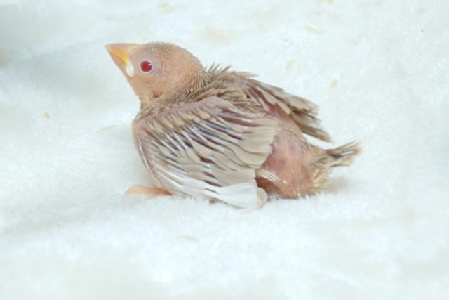 早く育たないかなぁ～～♪　おらおらが見たいですよね？？　シナモン文鳥☆