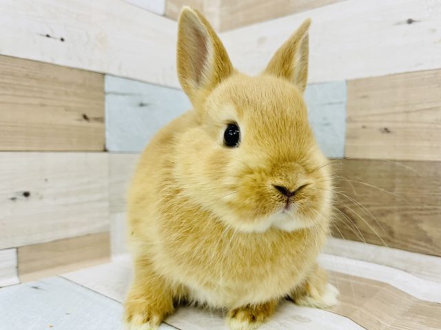 可愛すぎいぃ〜！！！ネザーランドドワーフ(オレンジ)