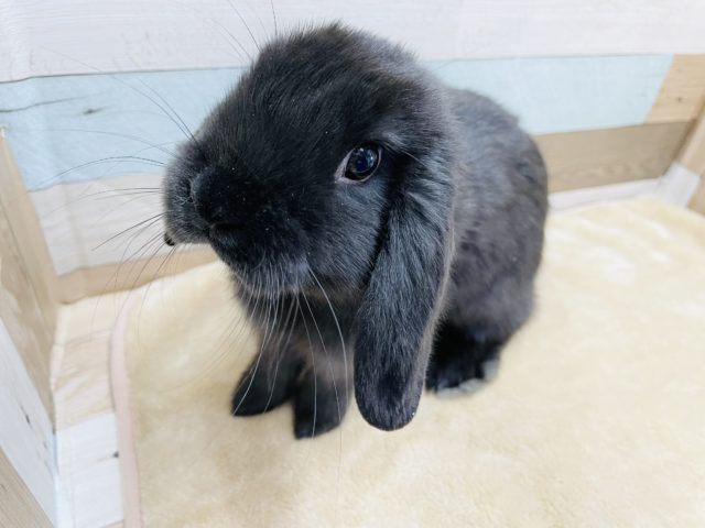 牧草大好きな元気っ子☆ホーランドロップのブラックカラー！