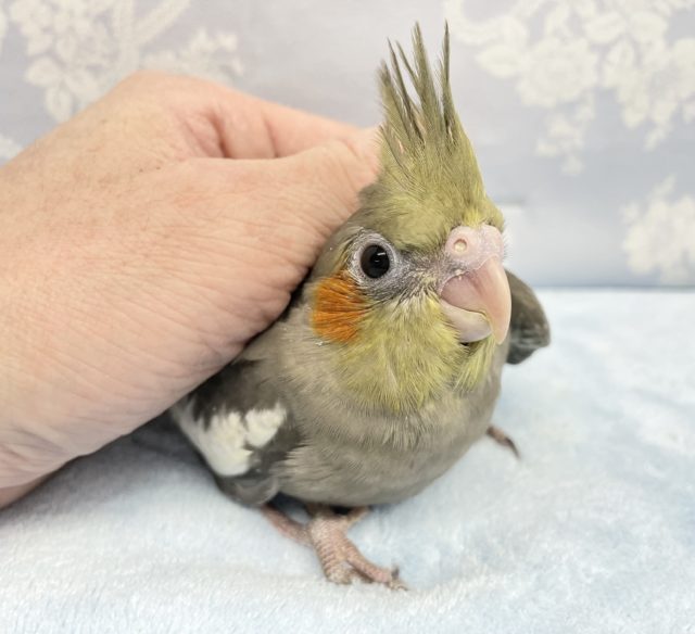 ホッペがかわいい❤️オカメインコ(ノーマル)  2022年2月生まれ
