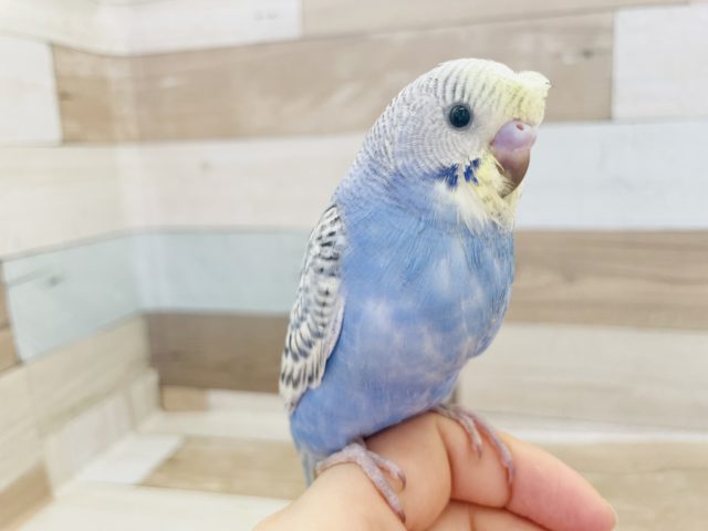 モヒカン！？セキセイインコヒナ(スパングル)