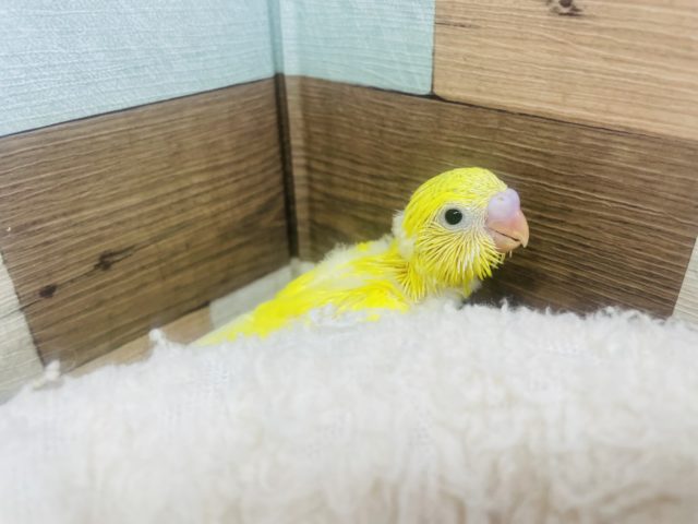 グリーンがチャームポイントなの♡ セキセイインコパイド！