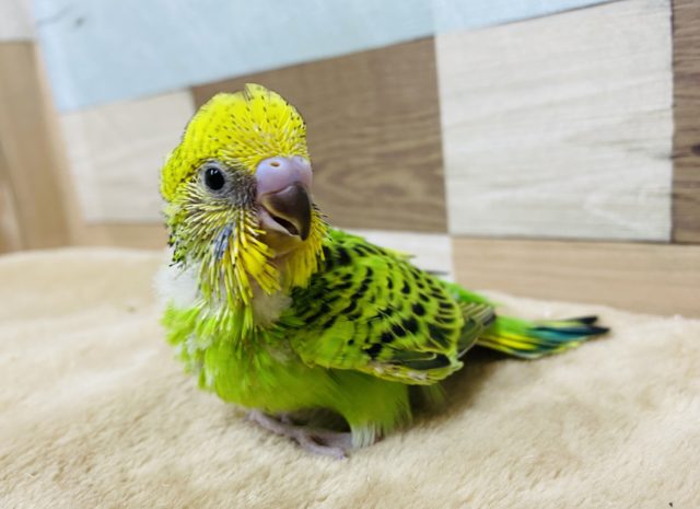 定番人気カラー☆元気いっぱいのセキセイインコ！