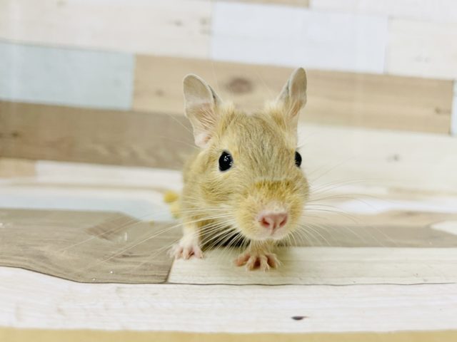可愛い子がやってきたっ♥️サンドデグーちゃん！