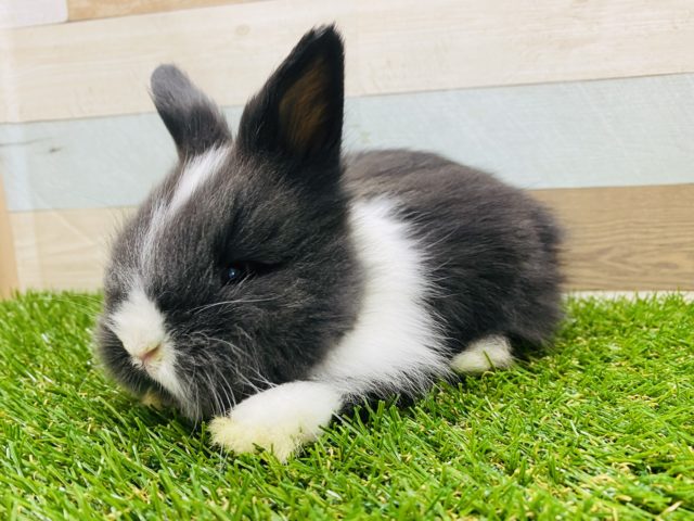 もふもふで好奇心旺盛なライオンラビットやって来ました〜