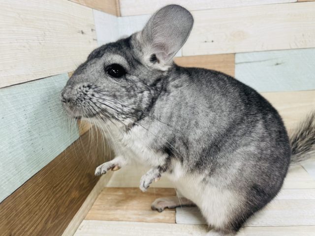 見てるだけでも虜になっちゃう♡ チンチラ　ノーマル　女の子♪　