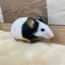 小さくて可愛い♡パンダマウス女の子！