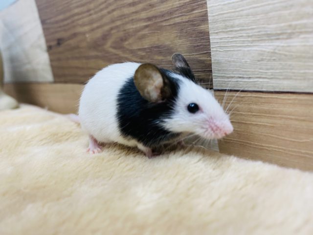 小さくて可愛い♡パンダマウス女の子！