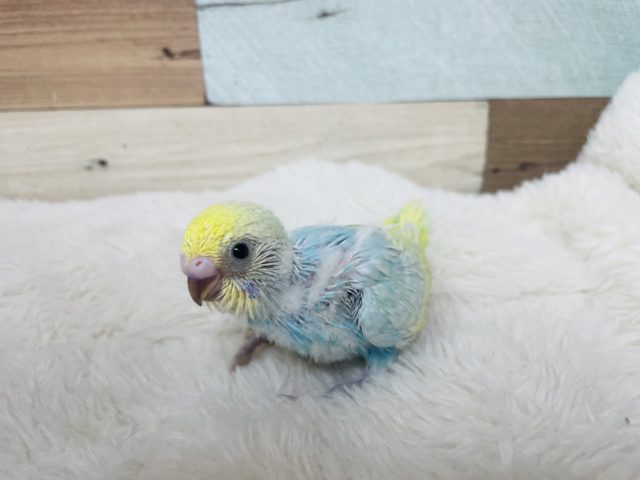 1番に輝きたい！！セキセイインコ パステルレインボー