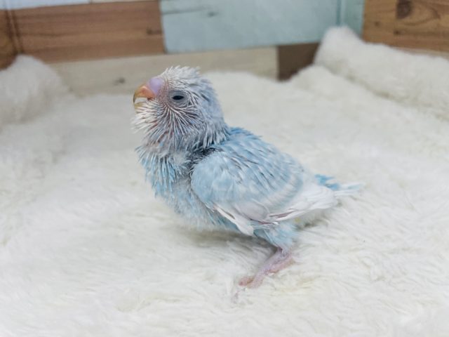 にらめっこしましょ！あっぷっぷ！セキセイインコ スパングル