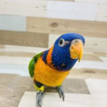 最新画像更新☆ピョンピョン跳ねにイチコロ♥️アカエリゴシキセイガイインコさん！