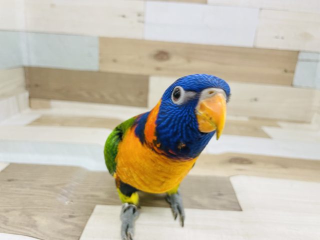 最新画像更新☆ピョンピョン跳ねにイチコロ♥️アカエリゴシキセイガイインコさん！