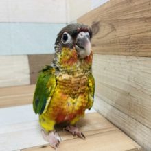 恥ずかしがり屋さん。だけど本当は甘えたさん？♡ ワキコガネウロコインコさん♡