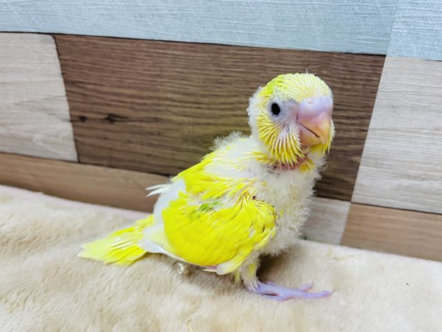 わたわた元気なヒナさんです☆セキセイインコのパイドカラー！