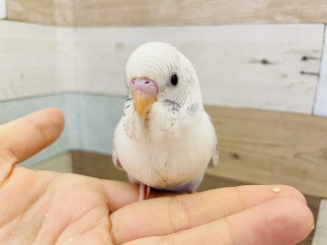 表現力豊か♥️セキセイインコヒナ(ハルクイン)