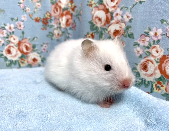 ロングコートハムスター  こちらも真っ白ちゃん🤍女の子  3/15
