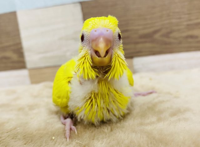 鮮やか黄色の赤目ちゃん♪セキセイインコルチノー！