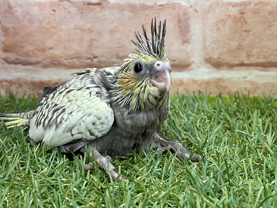 派手派手で目立っちゃいます☆ オカメインコのひな 2022.3/25撮影