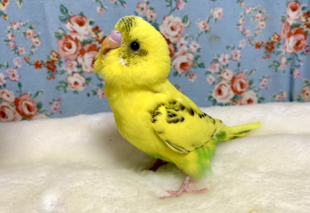 セキセイインコ イエローハルクイン 3/22